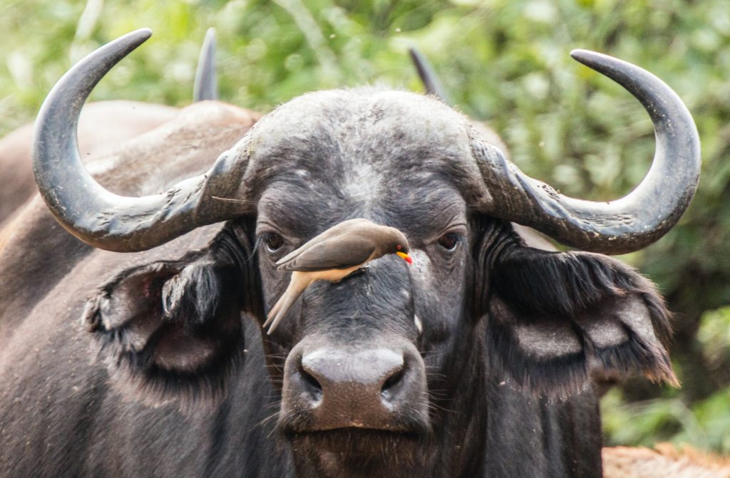 The Cape Buffalo: Breaking down the Big Five